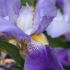 Blaue Iris 2