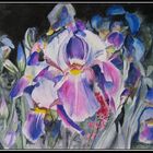 Blaue Iris