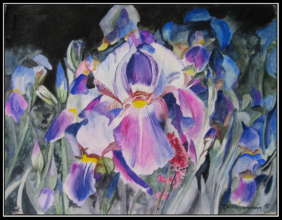 Blaue Iris