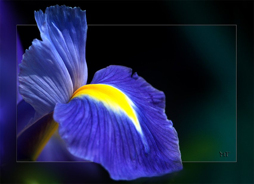 Blaue Iris