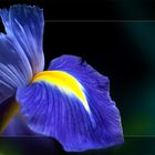 Blaue Iris