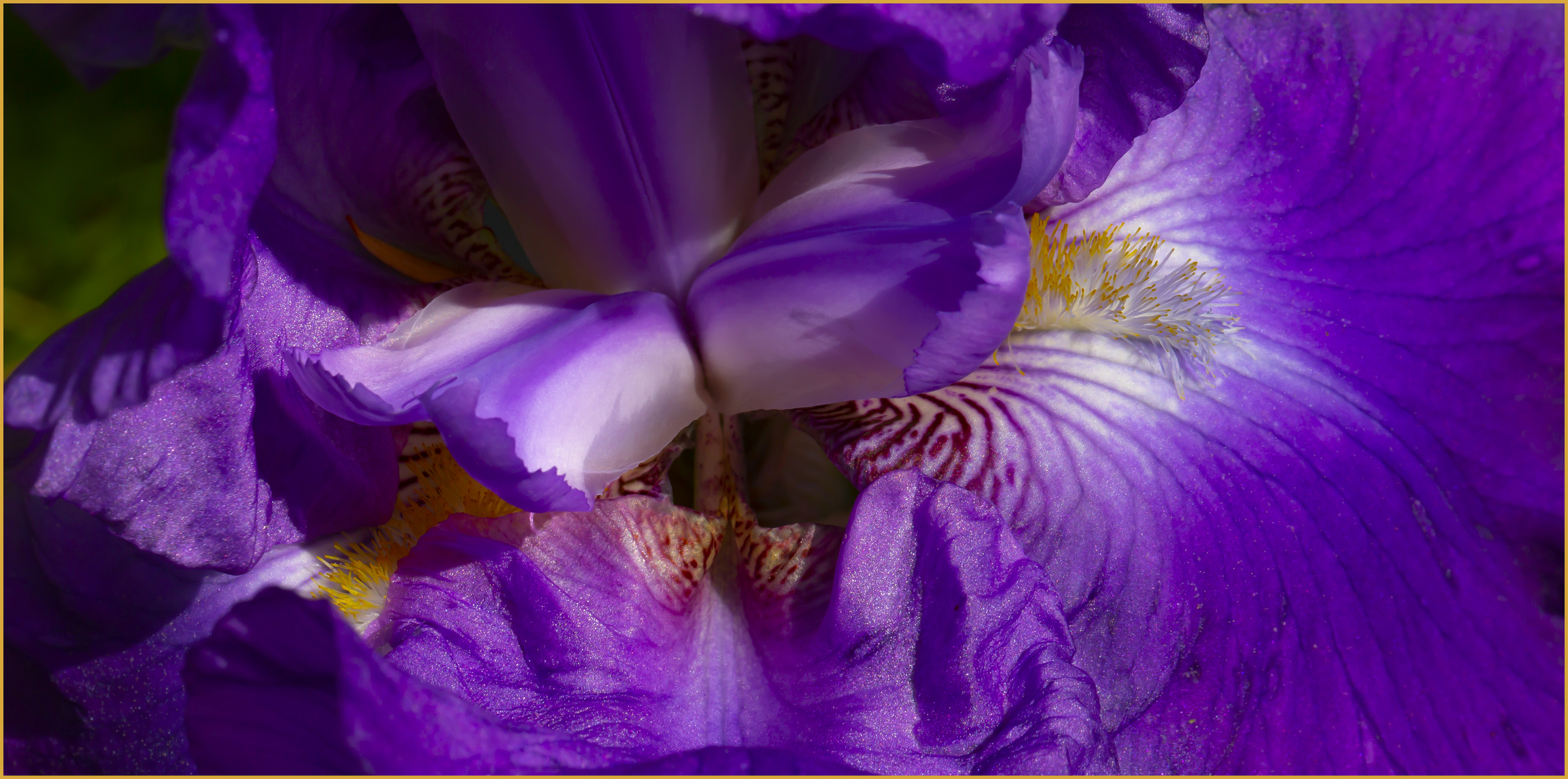 Blaue Iris