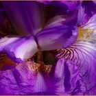 Blaue Iris