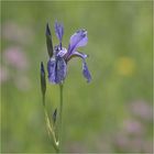 blaue Iris