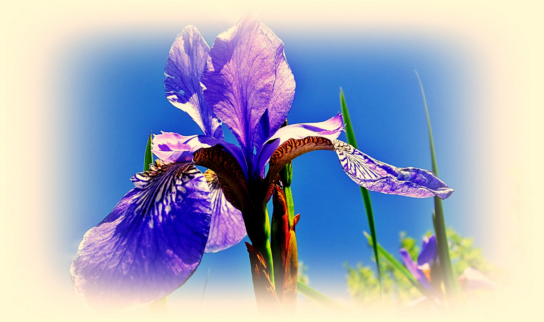 blaue Iris