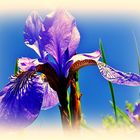 blaue Iris