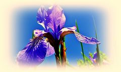 blaue Iris