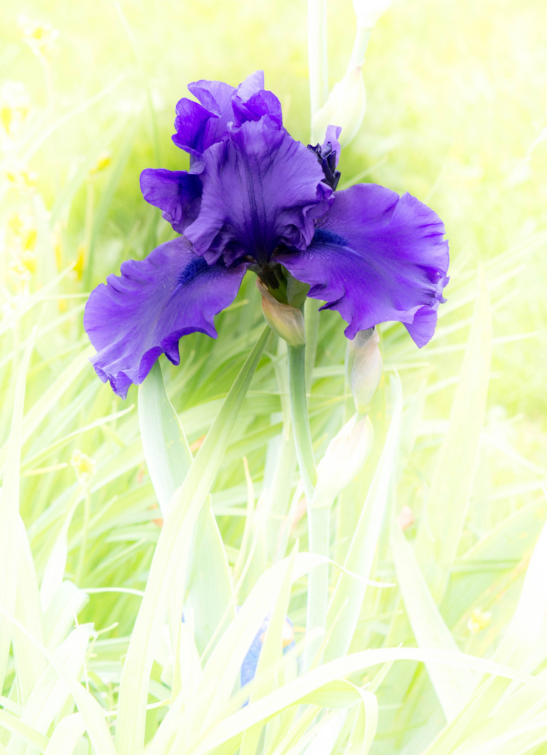 Blaue Iris