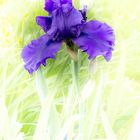 Blaue Iris