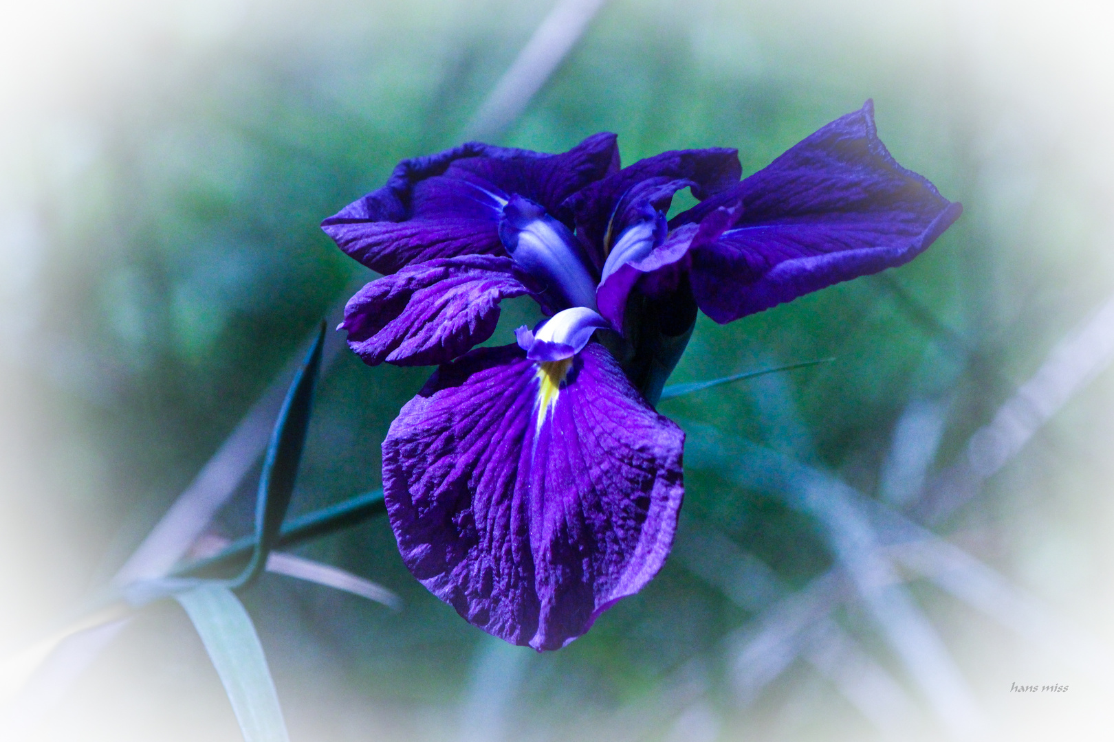 Blaue Iris Foto & Bild pflanzen, pilze & flechten, natur Bilder auf