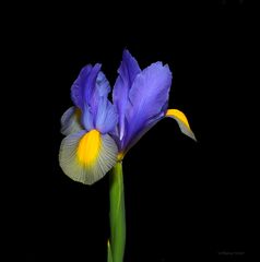 Blaue Iris