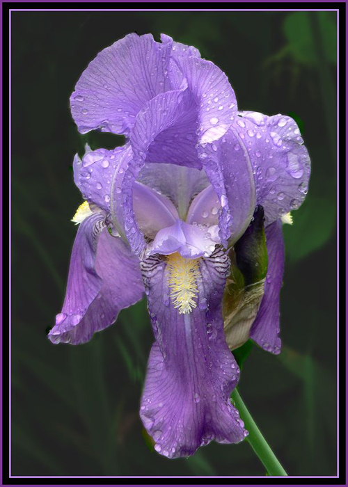 blaue Iris Foto & Bild pflanzen, pilze & flechten, blüten