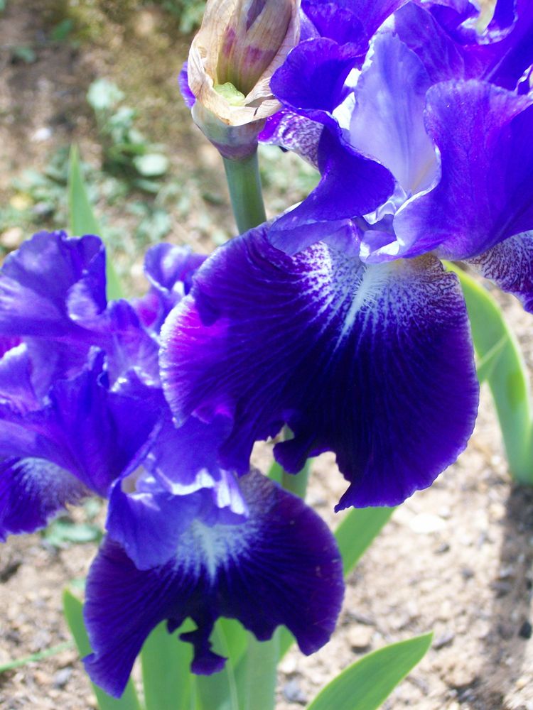 Blaue Iris von Fotospain 