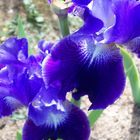 Blaue Iris