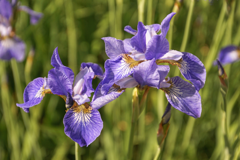 blaue iris 