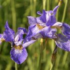 blaue iris 