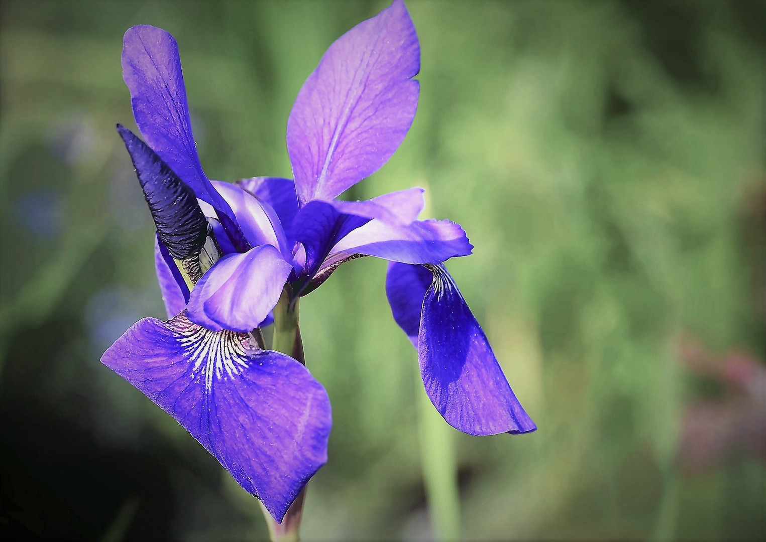 blaue Iris