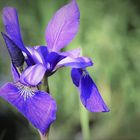 blaue Iris