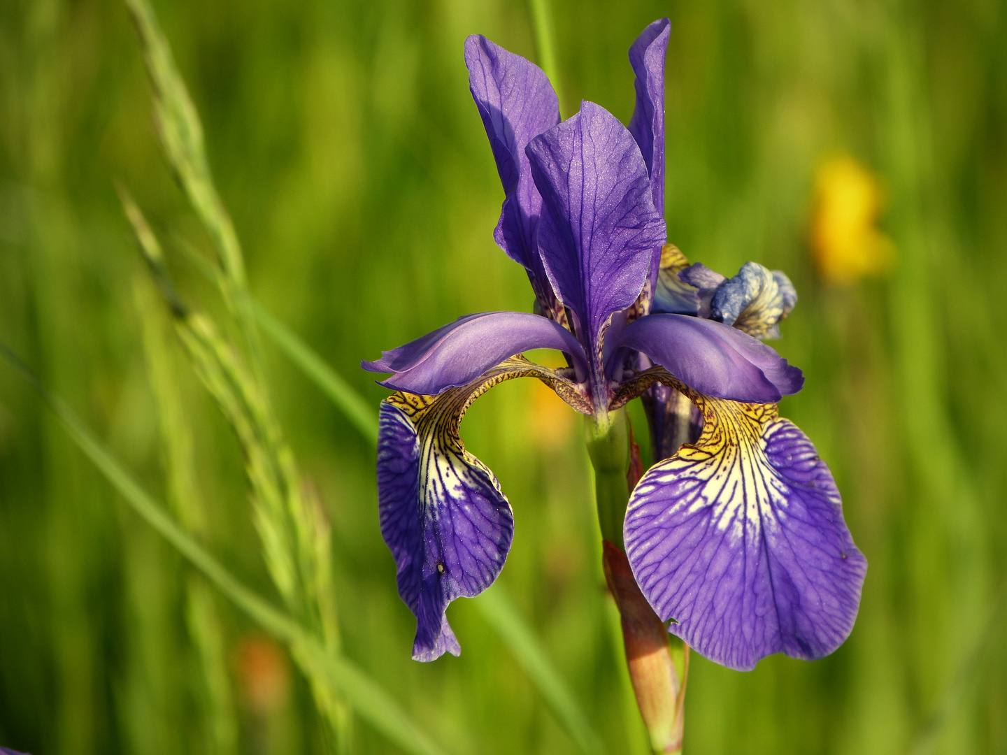 Blaue Iris