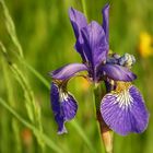 Blaue Iris