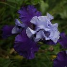 blaue Iris