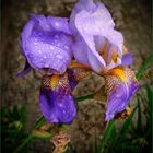  Blaue Iris 