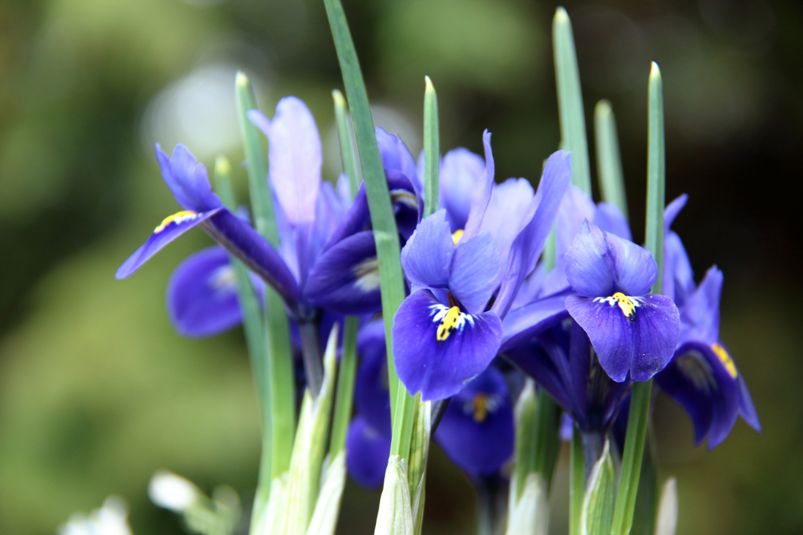 Blaue Iris