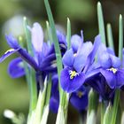 Blaue Iris