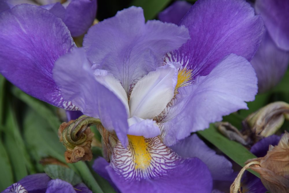 Blaue Iris