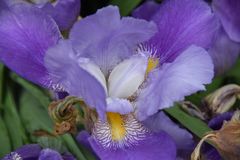 Blaue Iris