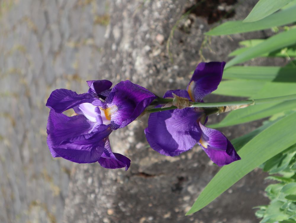 Blaue Iris