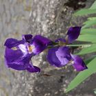 Blaue Iris