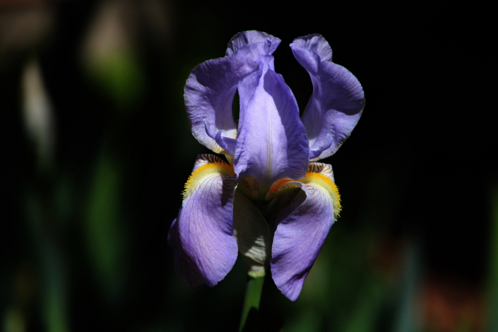 Blaue Iris Foto & Bild natur, landschaft, pflanzen Bilder auf
