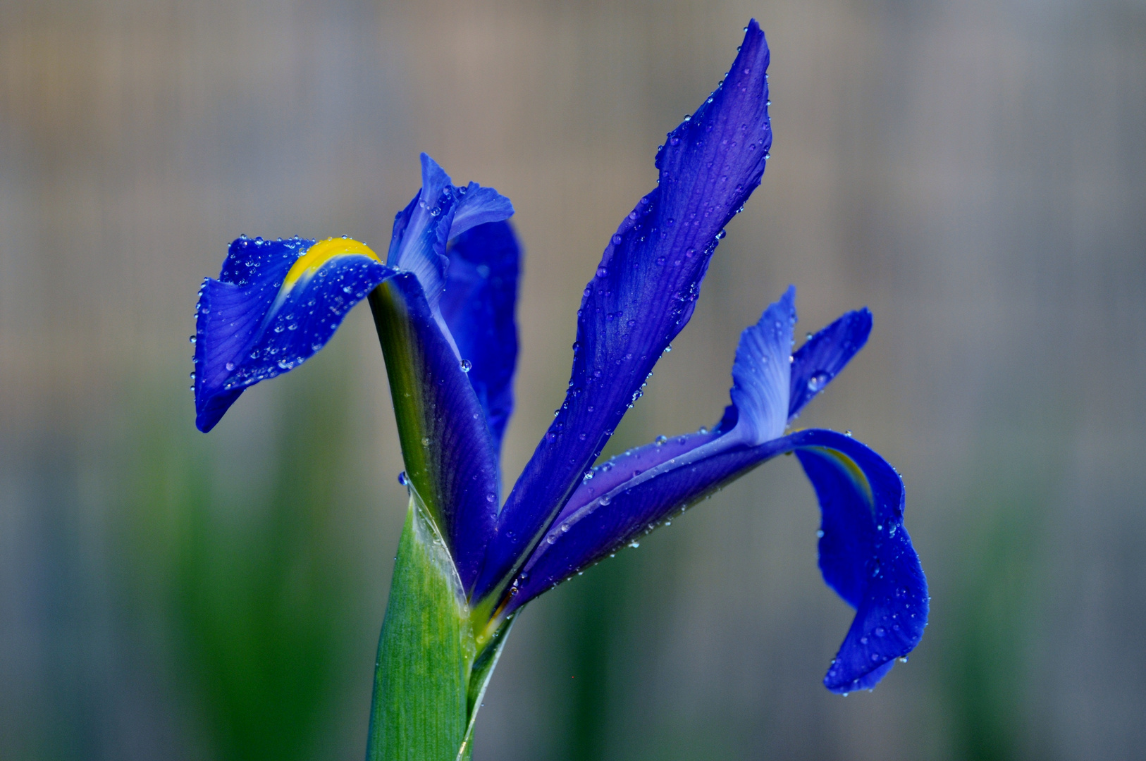 blaue Iris