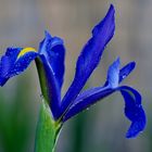 blaue Iris