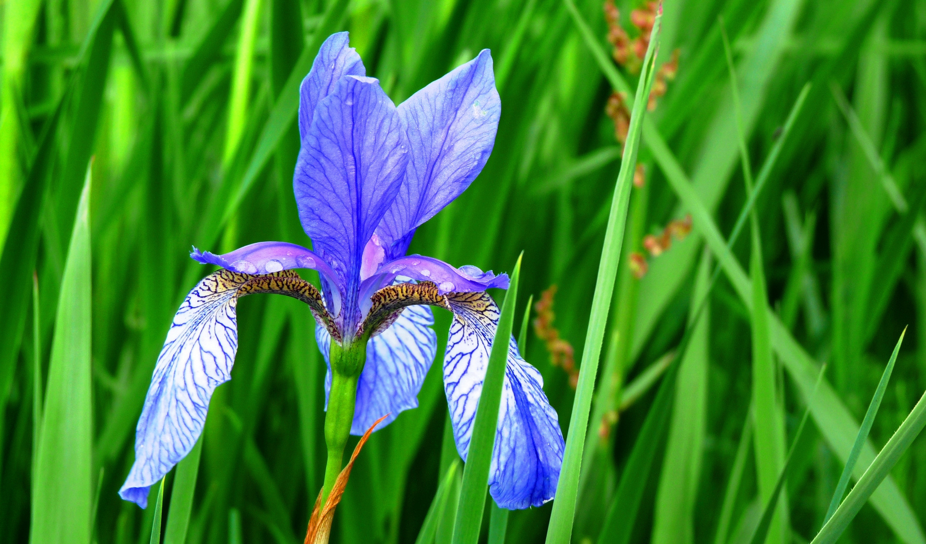 blaue iris