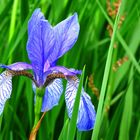 blaue iris