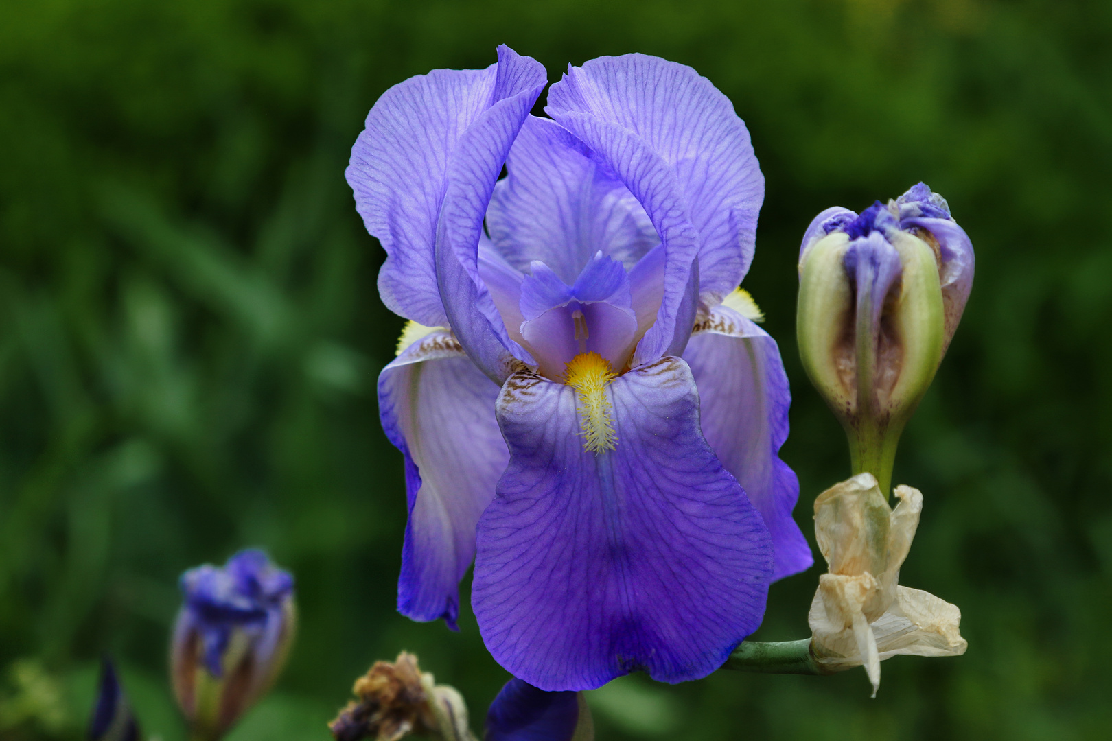 blaue Iris... Foto & Bild pflanzen, pilze & flechten, blüten