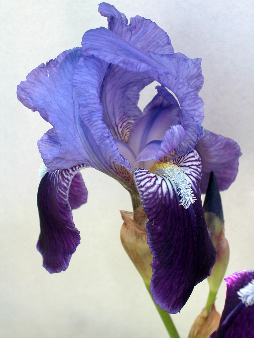 Blaue Iris