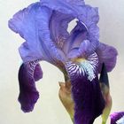 Blaue Iris