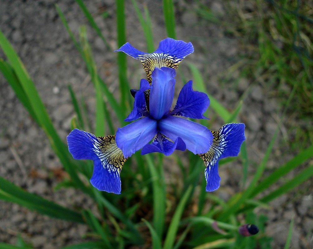 blaue iris