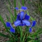 blaue iris