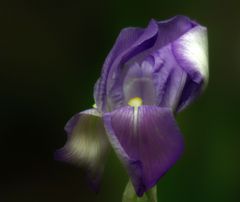 Blaue Iris