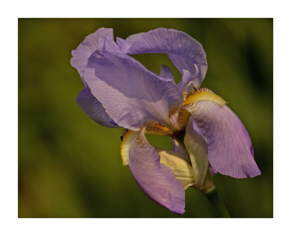 Blaue Iris