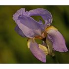 Blaue Iris