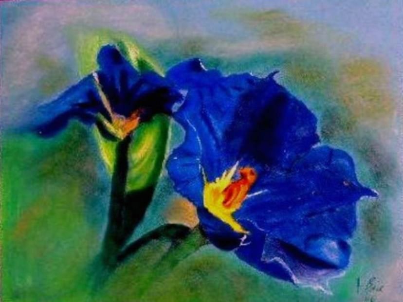 blaue Iris