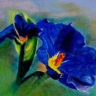 blaue Iris