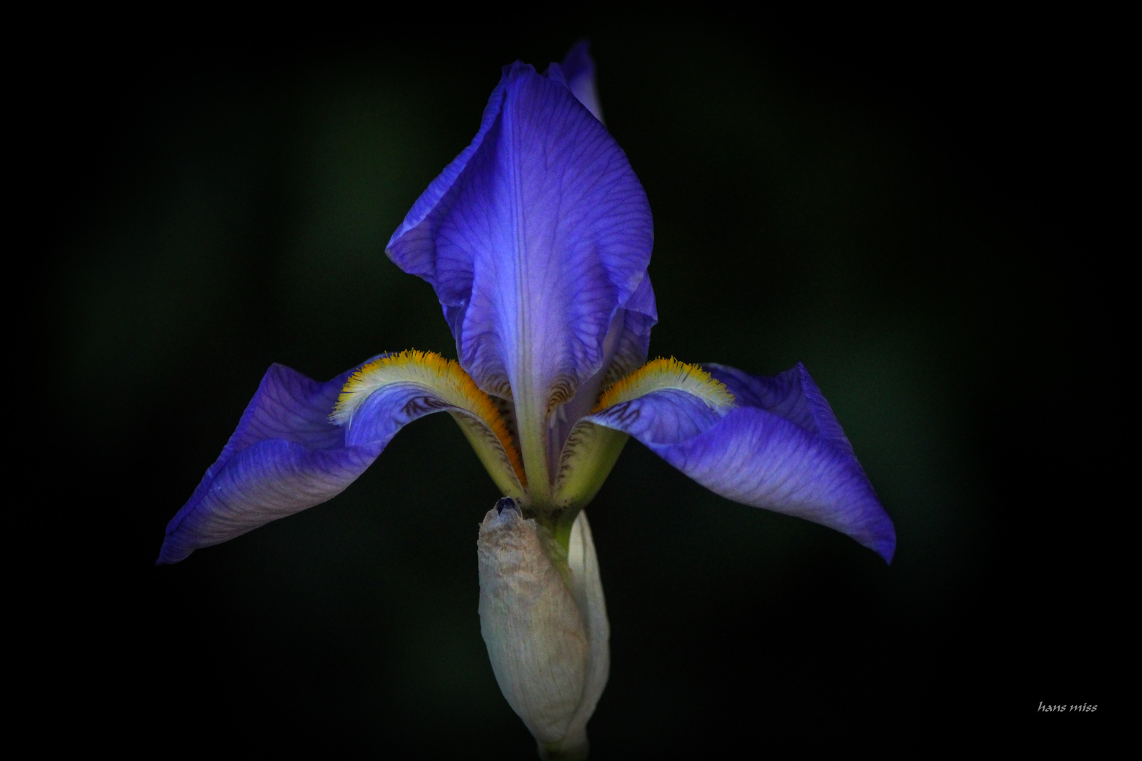 Blaue Iris