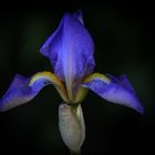 Blaue Iris