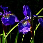 Blaue Iris...